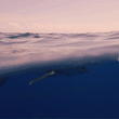 Load image into Gallery viewer, 4Ocean &quot;Shark&quot; Bracelet
