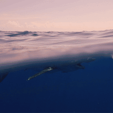 Load image into Gallery viewer, 4Ocean &quot;Shark&quot; Bracelet
